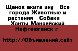 Щенок акита ину - Все города Животные и растения » Собаки   . Ханты-Мансийский,Нефтеюганск г.